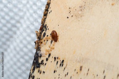 Bed Bugs with it's eggs and babies on a bed slates