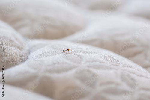 Bed Bug On White Mattress