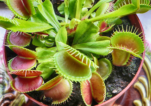 Close up of Venus flytrap (Dionaea muscipula) carnivorous houseplant catches insects and spiders with the trapping structures at the end of the leaves