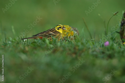 Yellowhammer male with the last lights of the evening