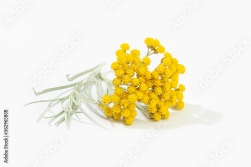 Helichrysum italicum plant with flower in bloom isolated on white background. Curry plant
