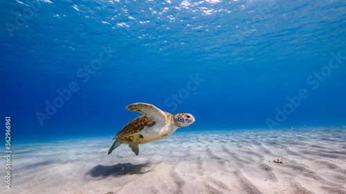 Green Sea Turtle swim in turquoise water of coral reef in Caribbean Sea 