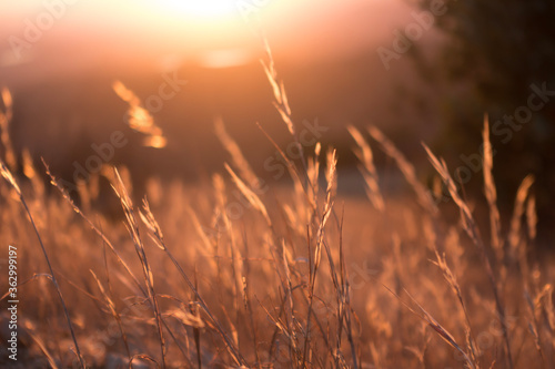 Dry blades of grass are seen in a dreamy photo taken at sunset on Potato Mountain in Claremont Wilderness Park near Los Angeles, California