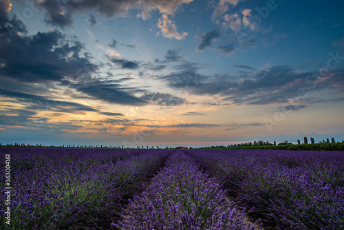 Tramonto d'estate su un campo di lavanda nella campagna di Porto Tolle, in provincia di Rovigo. Italia