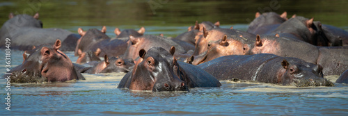 Panorama of hippos wallowing in hippo pool