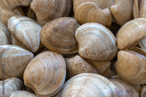 fresh clams in a market