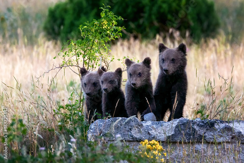 Marsican bear cubs in the wild. Marsican bear cubs, a protected species typical of central Italy. Animals in the wild in their natural habitat, in the Abruzzo region of Italy.