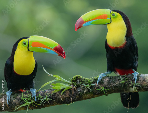 Keel Billed Toucans