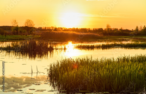 Beautiful evening and golden sunset over the lake. Beautiful sunset over the swamp. Bulrush on a blurry sunset background in golden rays