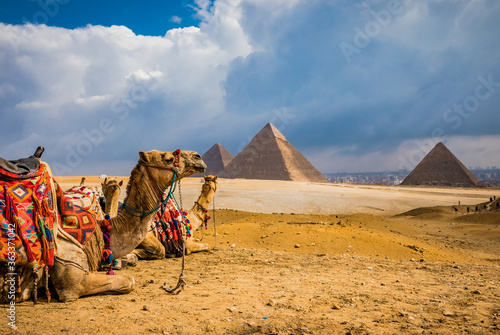 Numerous camels waiting for tourist riders in Giza.