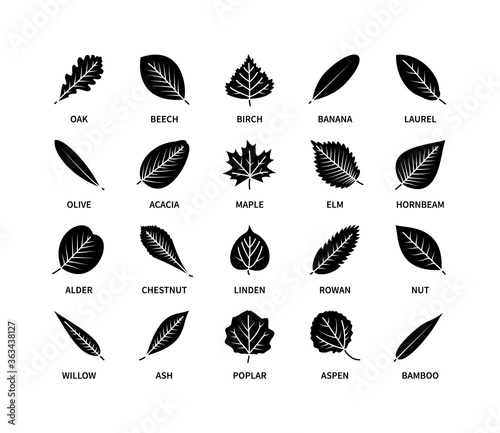 Useful leaves silhouette icons vegan analysis vector set. Design line elements leaf tree bush berries oxygen world ecology biology healthy food marketing business. Vector symbol set.