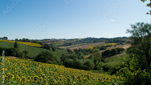 Paesaggio delle colline marchigiane con primo piano di un campo di girasoli