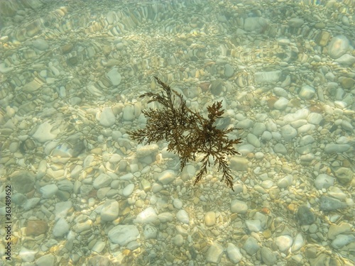 Piante in acqua