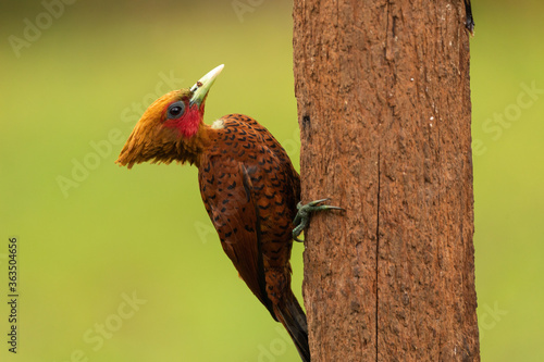 Rotkehlspecht (Celeus loricatus) in Costa Rica