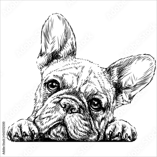 French bulldog. Sticker on the wall in the form of a graphic hand-drawn sketch of a dog portrait.