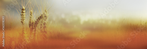 Golden grain field in late summer. Atmospheric horizontal close-up in autumn colors with short depth of field for a thanksgiving background concept.