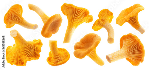 Fresh chanterelle mushrooms isolated on white background