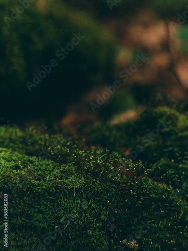 Moss in the woods on old stumps. Forest background, wallpaper, soft focus.