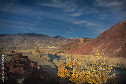 Golden autumn poplars on the Bank of a mountain river with banks of red soil against the background of mountains and blue sky