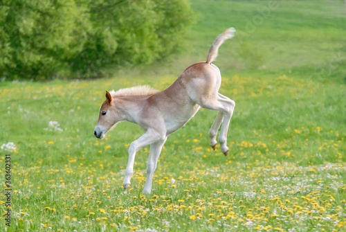 Funny Haflinger foal bucks and capers, the larking baby horse enjoys romp about and running across a flowering grass meadow in spring