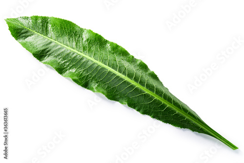 Horseradish leaf (Armoracia rusticana foliage) isolated w clipping paths, top view