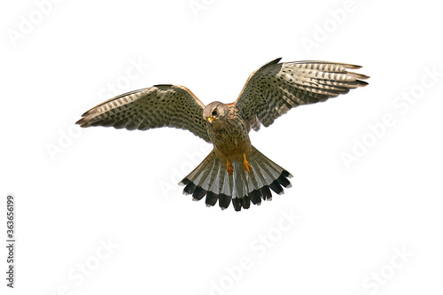 Common kestrel (Falco tinnunculus) 