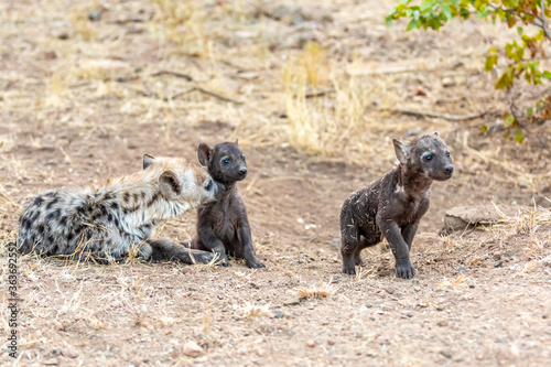 Hyena family in South Africa. Babys hyenas.