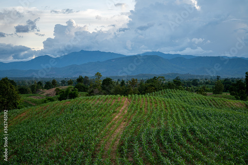 Corn field at dusk, behind the mountains