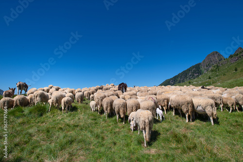 Flockof of sheep at the end of the transhumance towards the mountain