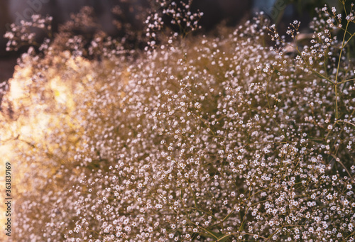 Tinny babies breath flowers in shiny sunny background. Gypsophila paniculate. Selective focus, beautiful bokeh.