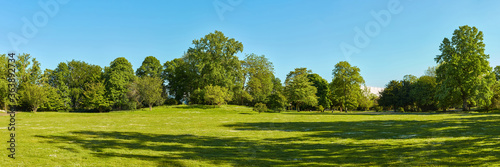 Green meadow in the park with trees and sky in summer