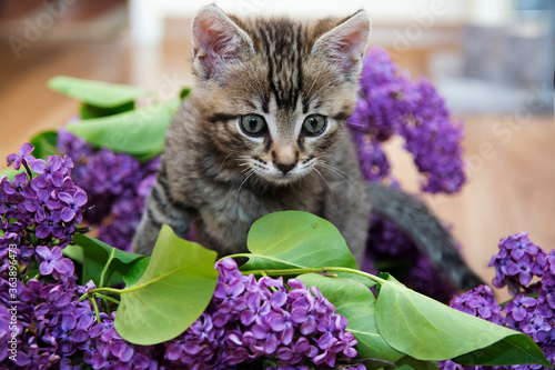 Mały niebieskooki kotek w kwiatach bzu