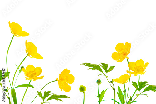 Yellow wildflowers buttercup isolated on white background.