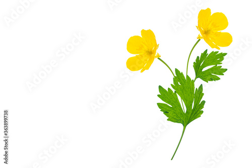 Yellow wildflowers buttercup isolated on white background.