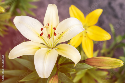 Lily, Lily at the cottage in the garden. Close-up. white lilies.