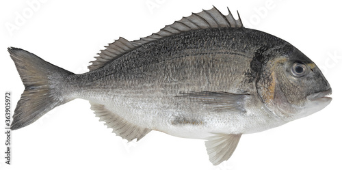 Saltwater fish isolated on white background closeup. The gilt-head bream, also known as seabream, Orata, Dorada is a fish in the family .Sparidae, type species Sparus aurata