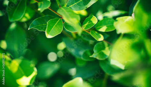 Green foliage with bokeh and sun shine, abstract natural background and texture