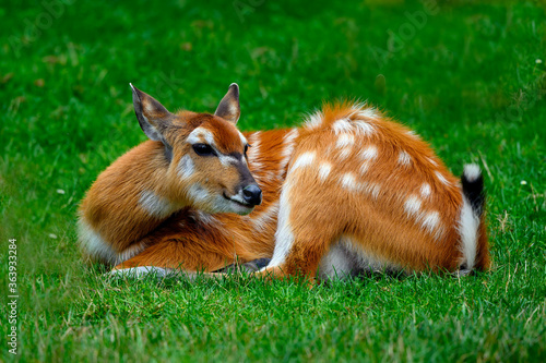 The sitatunga or marshbuck (Tragelaphus spekii) is a swamp-dwelling antelope found throughout central Africa,.