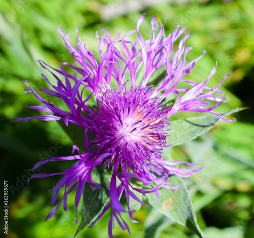 Arbusto tinto di viola