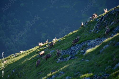 Kozice Tatrzańskie, zwierzęta w Tatrach, liczenie kozic