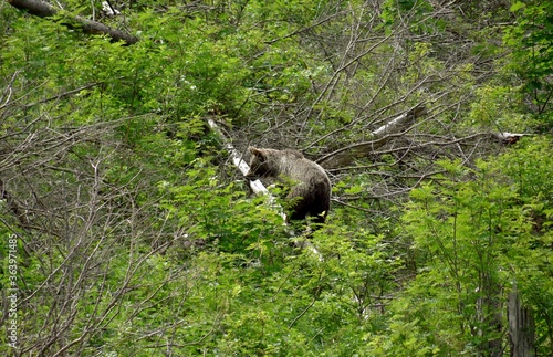 Niedźwiedź w Tatrach, Tatrzański Park Narodowy, drapieżnik