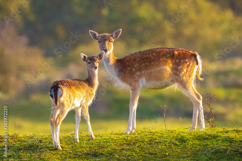 Fallow deer fawn Dama Dama in Autumn