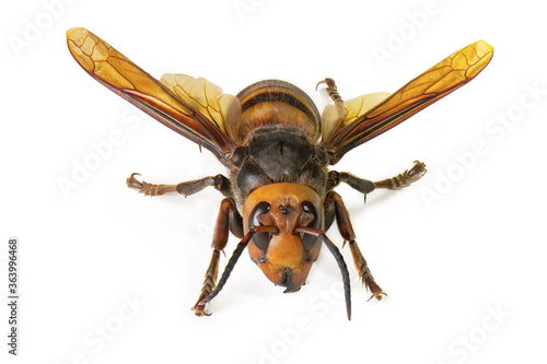 Asian giant hornet on white background. The world's largest hornet known as horrible "murder hornet".