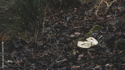 Marnotrastwo jedzenie - wyrzucony chleb w lesie 
