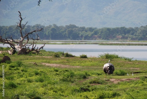 Hipopotam (Hippopotamus amphibius) w symbiozie z ptaszkiem czyszczącym jego skórę nieopodal rzeki Zambezi w Parku Narodowym Mana Pools w Afryce