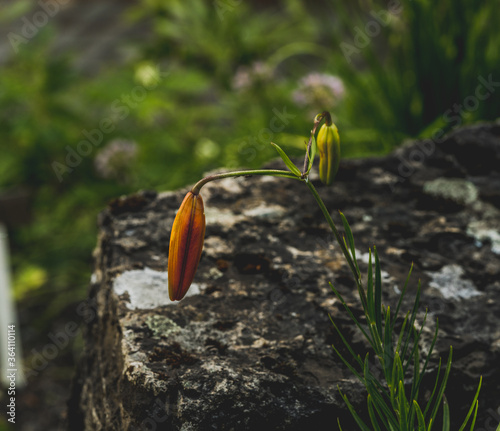 Lilia Dawida, Lilium davidii