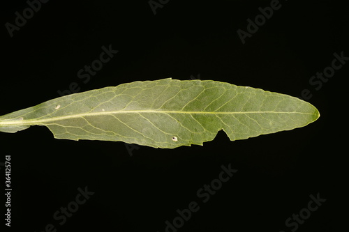 Horseradish (Armoracia rusticana). Leaf Closeup