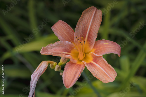 Liliowiec ogrodowy, Hemerocallix x Hybrida