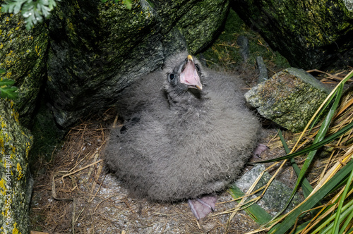 Northern Fulmar (Fulmarus glacialis) chick at Chowiet Island, Semidi Islands, Alaska, USA