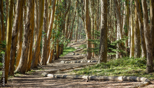 Beautiful trail in Presidio, San Francisco, CA